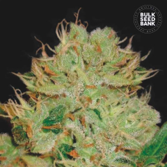Bigger Bud Auto