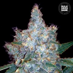 Blueberry Berry Auto