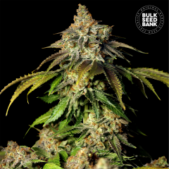 Bruce Banner #5 Auto