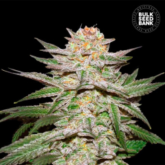 Caramel King Auto