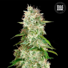 Cheese Auto