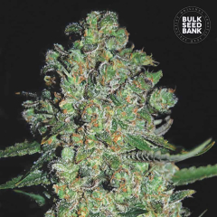 Chronical Auto