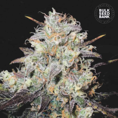 Cocopopo Auto