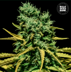 Hell Bells OG Auto