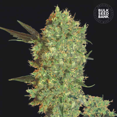 Marleys Bud Feminisiert