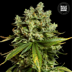 Mimosa Famosa Auto