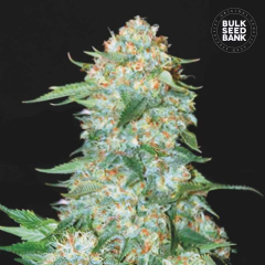 OG Kush Feminisiert