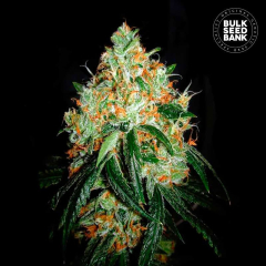 Original Orange Bud Feminisiert