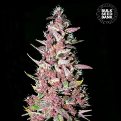 Purple Glam Kush Feminisiert