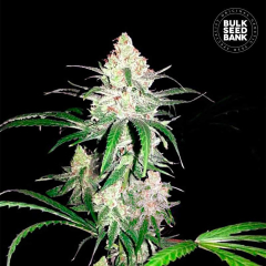 Special Lime Haze Feminisiert
