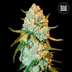 Special Crystal Haze Feminisiert