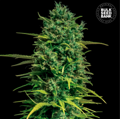Tropical Coconut Auto