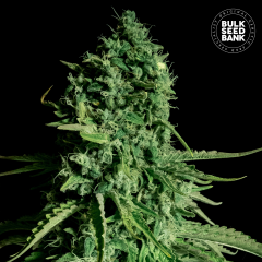 CBD Cheese Feminisiert
