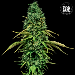 CBD Critical Feminisiert