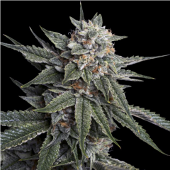 Holy Grail Kush Feminisiert