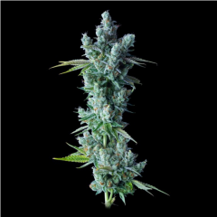 Kosher Dawg Feminisiert