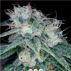 Sour Diesel Feminisiert
