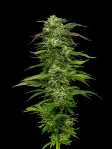 Dream Queen Auto