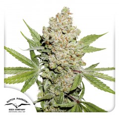 Auto Lemon Kix