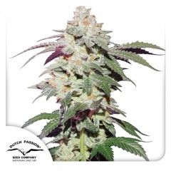 Skywalker Haze Feminisiert