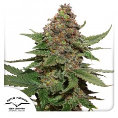 Strawberry Cough Feminisiert