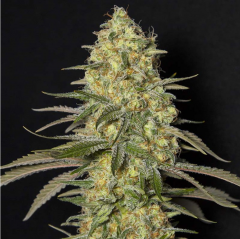 Black Dream Feminisiert