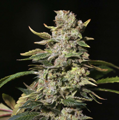 TNT Kush Feminisiert