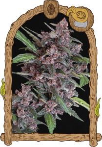 Black Lemon Auto 