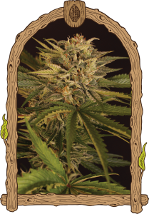 Dr. Greenman Pure CBD Feminisiert