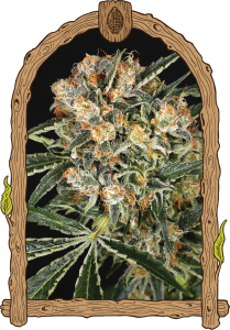 Hippie Therapy CBD Feminisiert