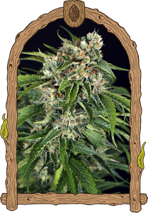 Sir Jack Pure CBD Auto