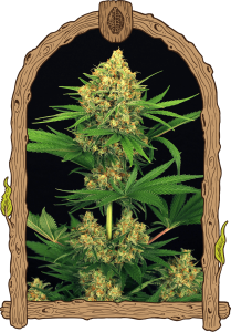 Tangerine Kush Feminisiert