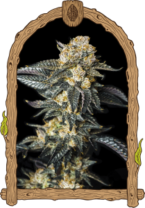 Zkittaberry Auto