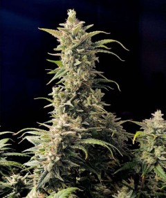 Original AK Auto