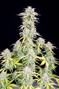 Original Big Bud Auto