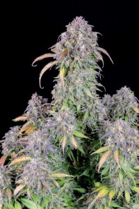 Original Blueberry Auto
