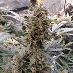 Original BubbleGum Auto
