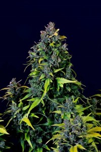 CBD Auto 20:1 Auto