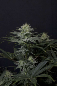 GG4 Sherbet Fast Feminisiert