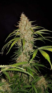Original Jack Herer Auto