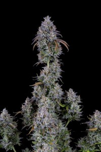 Mimosa Cake Auto