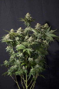 Orange Sherbet Fast Feminisiert