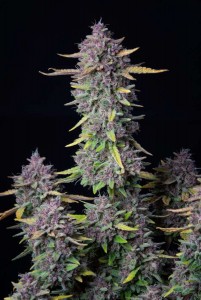 Purple Punch Auto