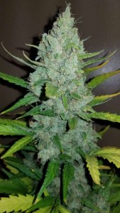 Original Sour Diesel Auto