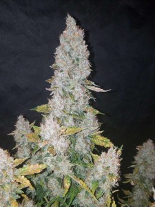 Stardawg Auto
