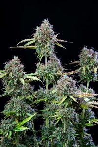 Original Trainwreck Auto