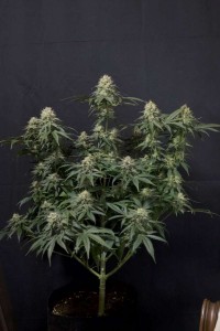 Tropicana Cookies Fast Feminisiert