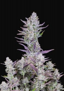 Wedding Glue Auto