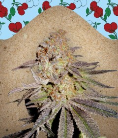 Cherry Pie Feminisiert