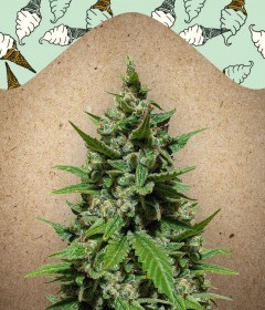 Auto Gelato